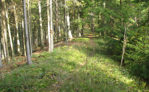 37_Targių ozai_takas.jpg